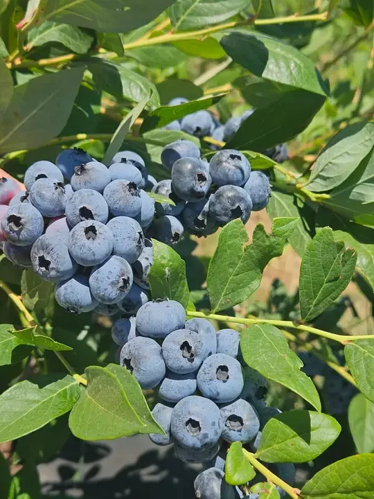 Mavi Yemişli Taze Yaban Mersini 1000Gr